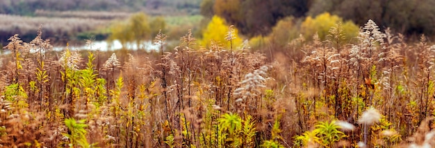 Vue d'automne avec des fourrés d'herbes sauvages sur le fond de la rivière, panorama