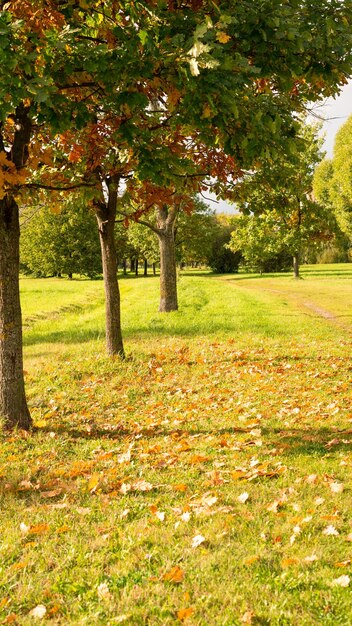 Photo vue d'automne naturelle des arbres aux feuilles jaunes et oranges dans une forêt de jardin ou un parc feuilles tombantes des arbres