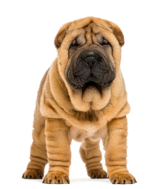 Vue avant du chiot Shar pei isolé sur blanc