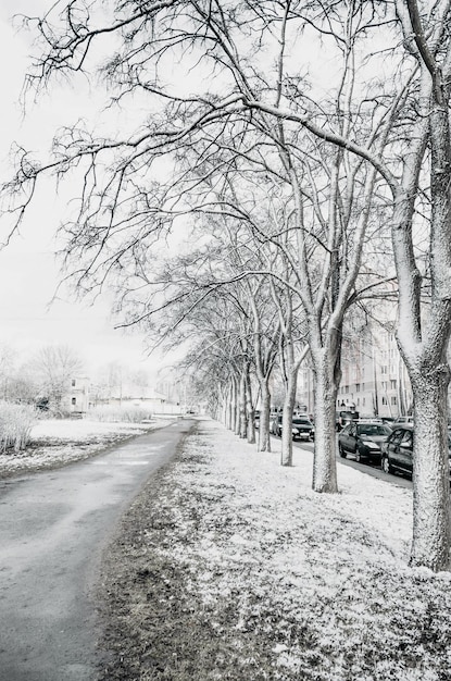 Vue d'une avenue avec des arbres dans un printemps froid et neigeux.