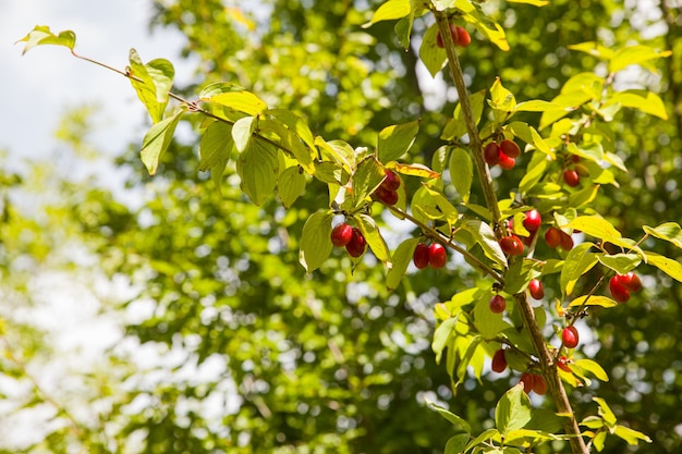 Vue sur les baies rouges d'un cornouiller sur une branche