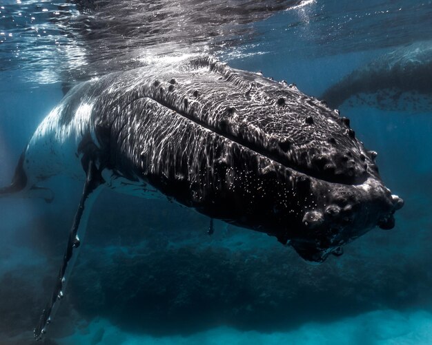 Vue d'une baleine à bosse nageant dans la mer