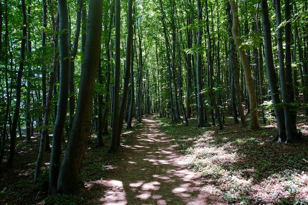 Photo vue des bambous dans la forêt