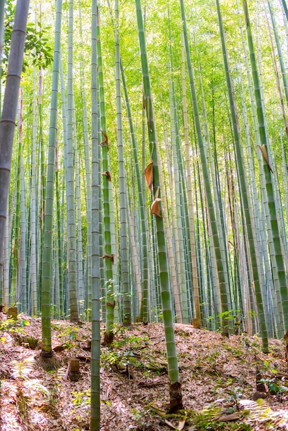 Photo vue des bambous dans la forêt