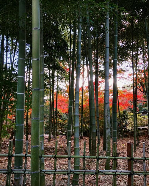 Vue des bambous dans la forêt