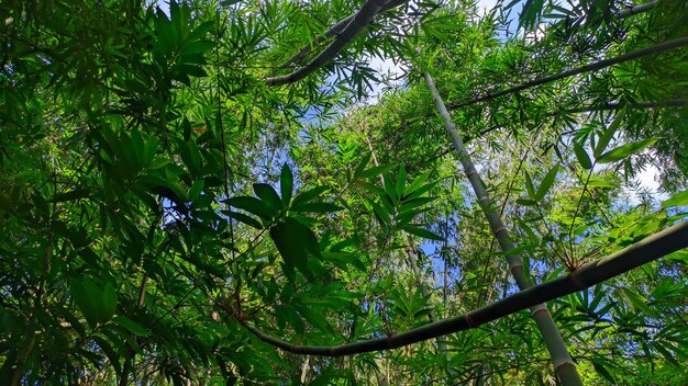 vue sur les bambous luxuriants et verts