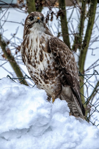 Photo vue à bas angle de l'aigle perché sur la neige