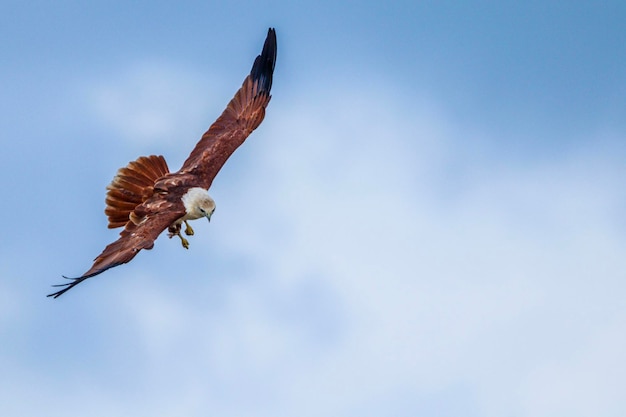 Vue à bas angle de l'aigle en vol