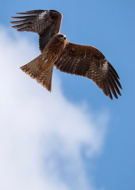 Vue à bas angle de l'aigle en vol