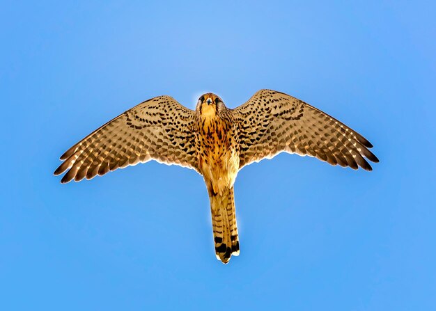 Photo vue à bas angle de l'aigle volant sur un ciel bleu clair