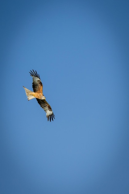 Vue à bas angle de l'aigle volant sur un ciel bleu clair