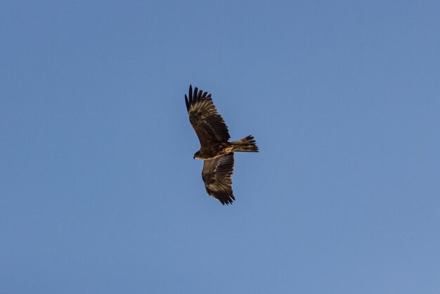 Vue à bas angle de l'aigle volant sur un ciel bleu clair