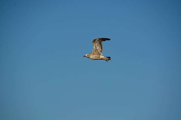 Photo vue à bas angle de l'aigle volant contre un ciel bleu clair