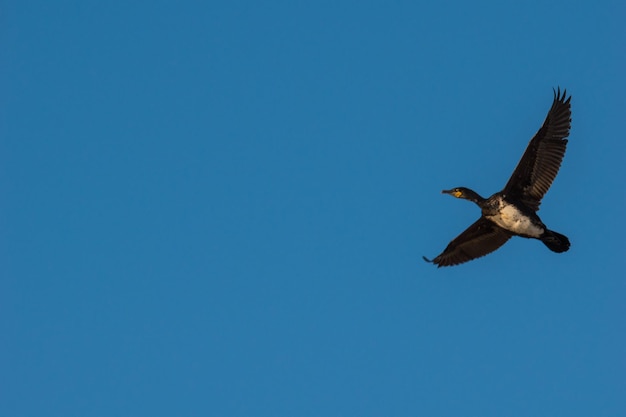 Photo vue à bas angle de l'aigle volant contre un ciel bleu clair