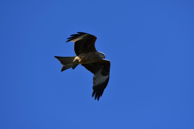 Photo vue à bas angle de l'aigle volant contre un ciel bleu clair