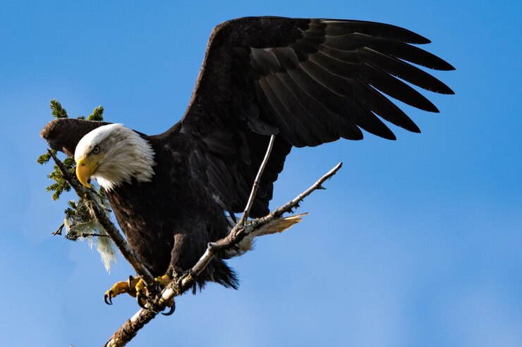 Photo vue à bas angle de l'aigle volant contre le ciel bleu