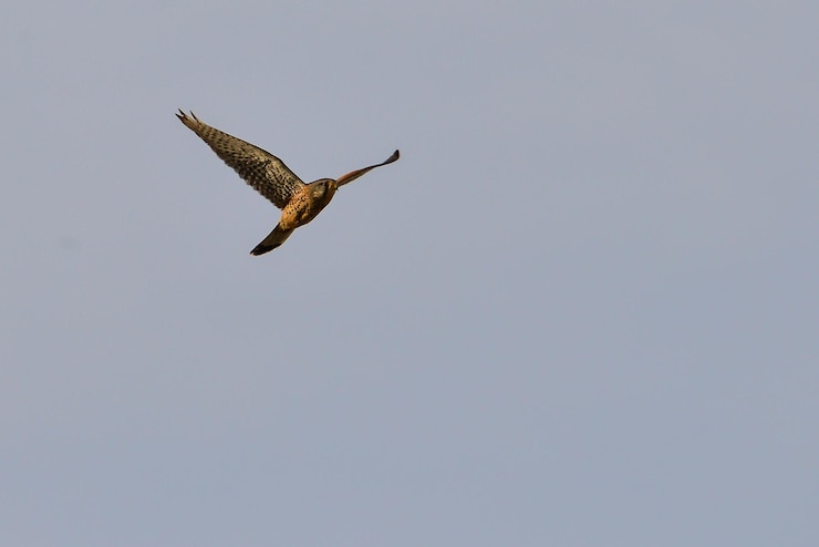Photo vue à bas angle de l'aigle volant contre un ciel clair