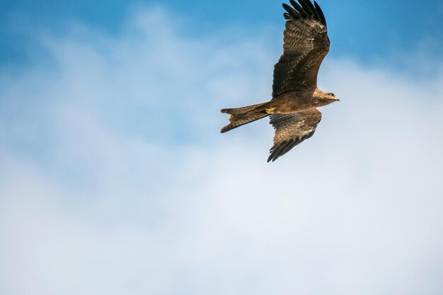 Vue à bas angle de l'aigle volant contre le ciel