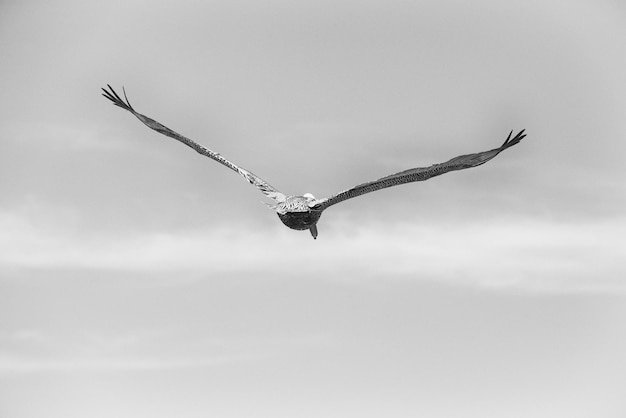 Photo vue à bas angle de l'aigle volant contre le ciel