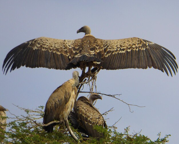 Vue à bas angle de l'aigle volant contre le ciel