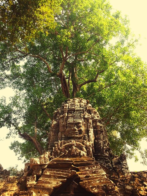 Photo vue à bas angle de l'angkor wat contre les arbres