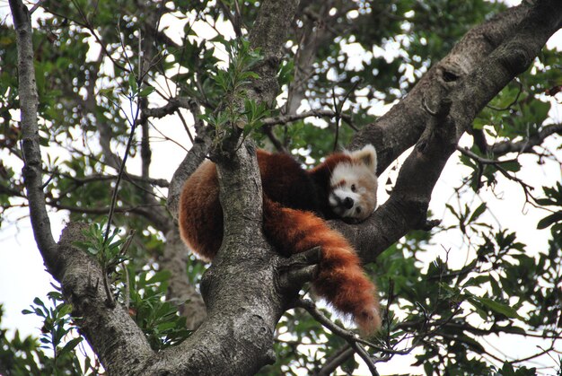 Vue à bas angle de l'animal sur l'arbre