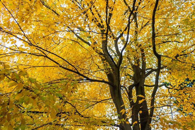 Photo vue à bas angle de l'arbre à l'automne