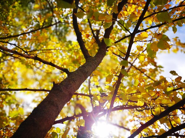 Vue à bas angle de l'arbre contre le ciel en automne