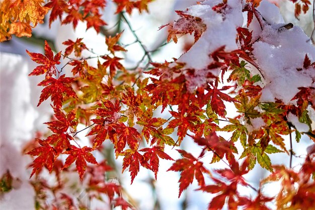 Photo vue à bas angle de l'arbre contre le ciel en automne