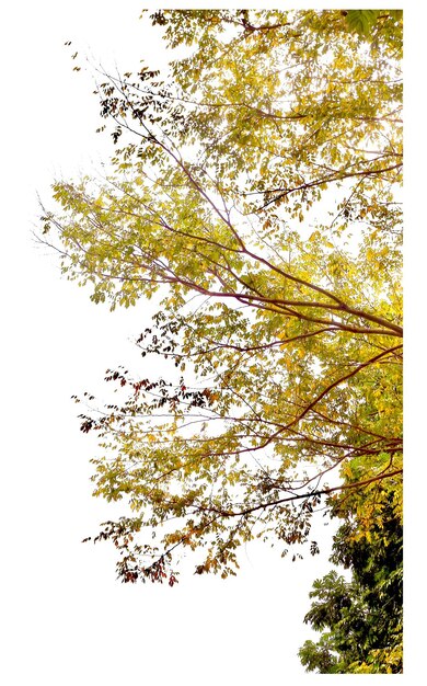 Photo vue à bas angle de l'arbre contre le ciel en automne