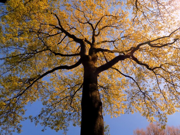 Photo vue à bas angle de l'arbre contre le ciel en automne