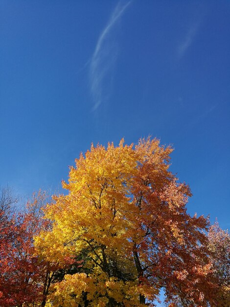 Vue à bas angle de l'arbre contre le ciel bleu