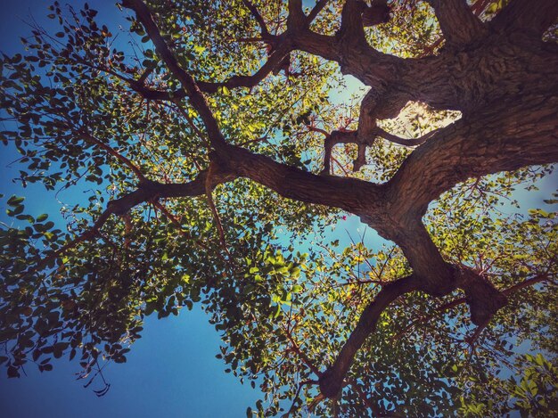 Vue à bas angle de l'arbre contre le ciel bleu