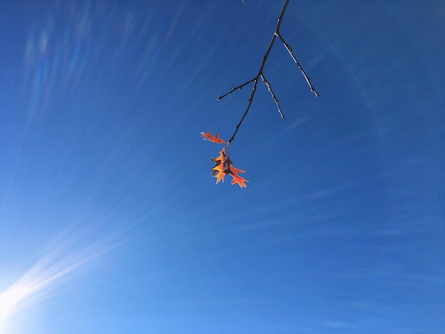 Photo vue à bas angle de l'arbre contre le ciel bleu