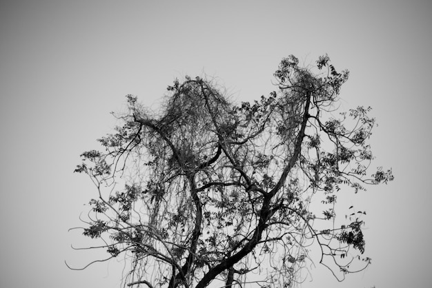 Vue à bas angle de l'arbre contre un ciel clair