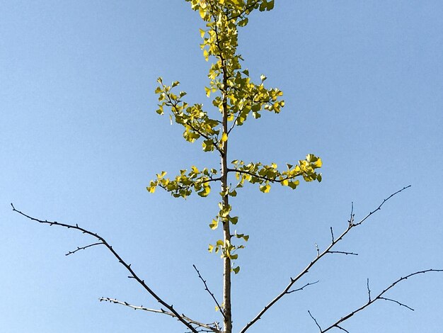 Vue à bas angle de l'arbre contre un ciel clair