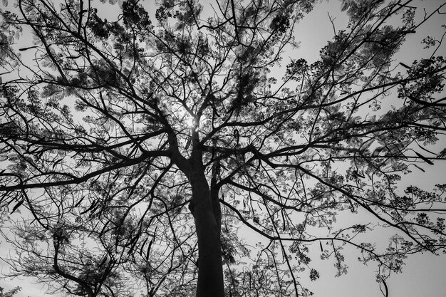 Vue à bas angle de l'arbre contre le ciel