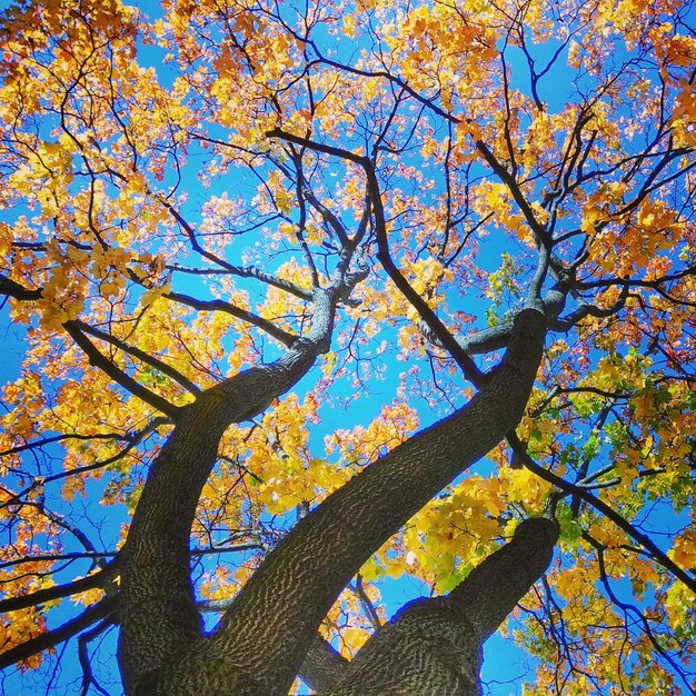 Vue à bas angle de l'arbre contre le ciel