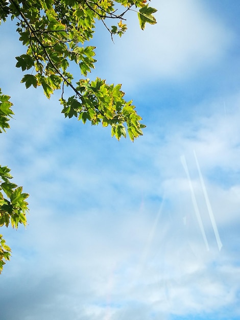 Photo vue à bas angle de l'arbre contre le ciel