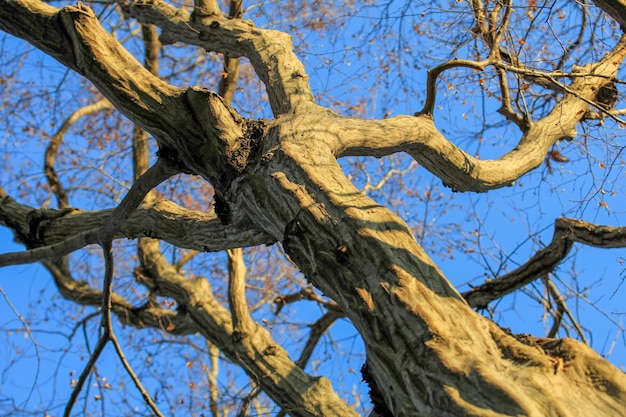 Vue à bas angle de l'arbre contre le ciel
