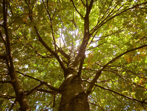 Photo vue à bas angle de l'arbre contre le ciel