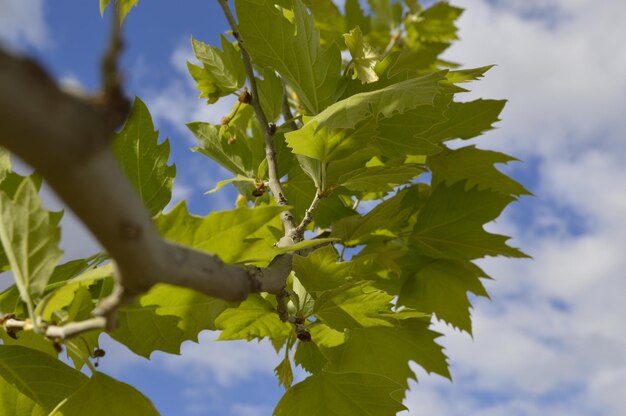 Vue à bas angle de l'arbre contre le ciel