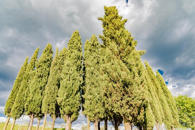 Vue à bas angle de l'arbre contre le ciel