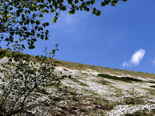 Vue à bas angle de l'arbre contre le ciel