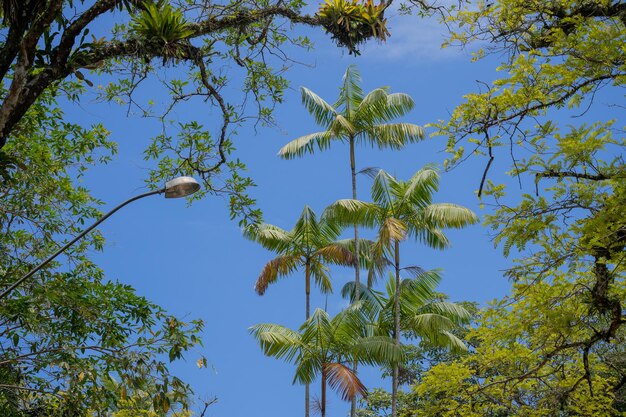 Photo vue à bas angle de l'arbre contre le ciel