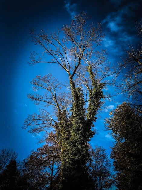 Vue à bas angle de l'arbre contre le ciel