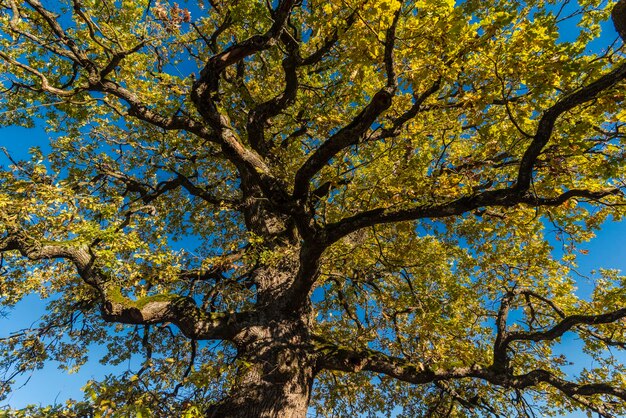 Photo vue à bas angle de l'arbre contre le ciel