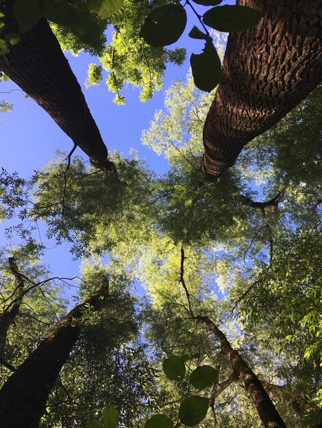 Photo vue à bas angle de l'arbre contre le ciel