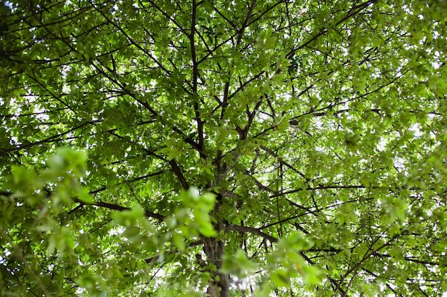 Vue à bas angle de l'arbre dans la forêt