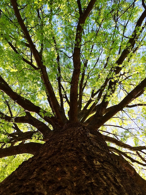 Photo vue à bas angle de l'arbre dans la forêt